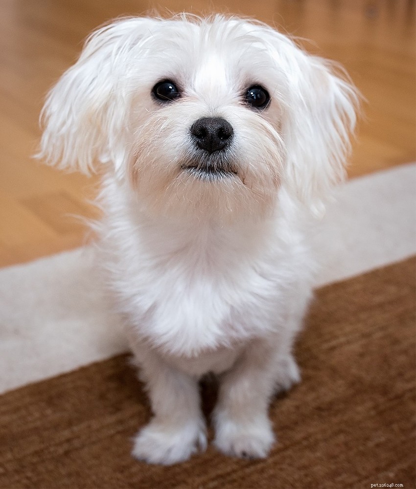 말티즈 개 품종 정보 센터:궁극의 푹신한 흰색 강아지