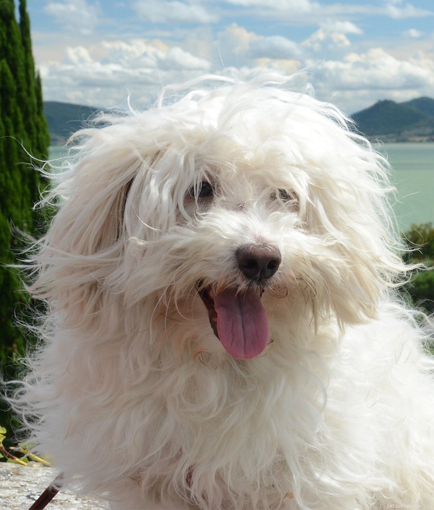 Centre d information sur la race de chiens maltais :l ultime chiot blanc moelleux