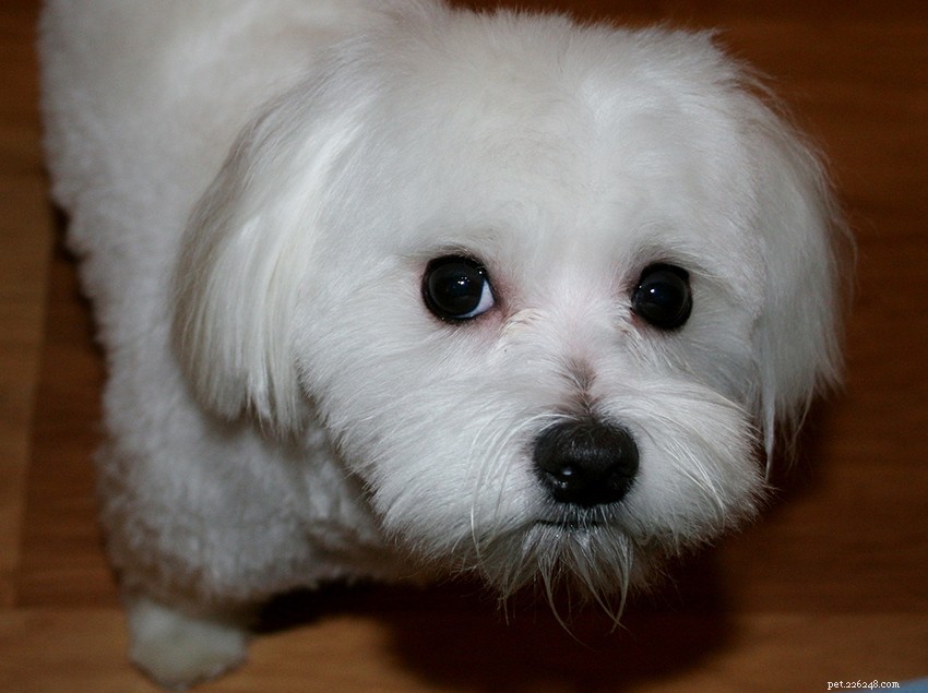 Centro informazioni sulla razza canina maltese:il cucciolo bianco soffice per eccellenza