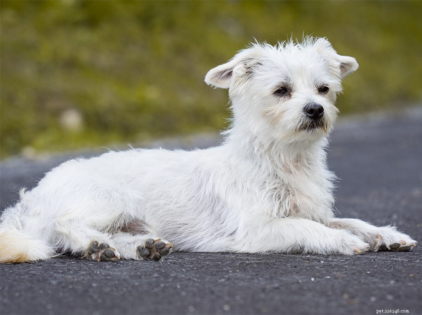 Informační centrum pro plemeno maltézských psů:The Ultimate Fluffy White Puppy