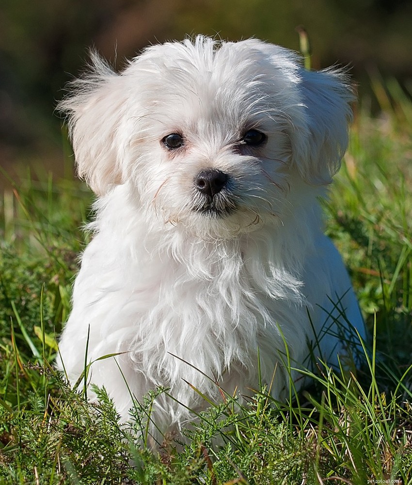 Maltesisk hundras informationscenter:The Ultimate Fluffy White Puppy
