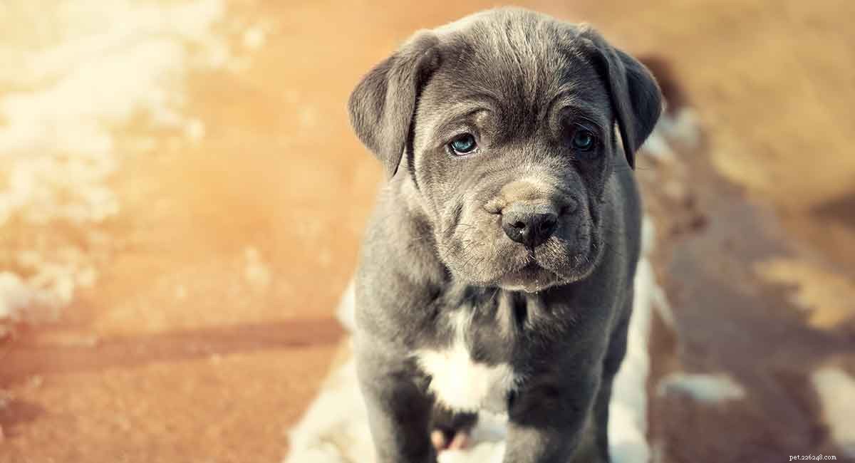 Mastino napoletano – La razza di cani grande e coraggiosa
