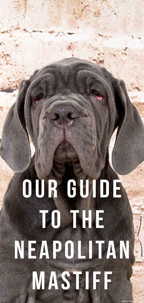 Neapolitansk mastiff – den stora, modiga hundrasen