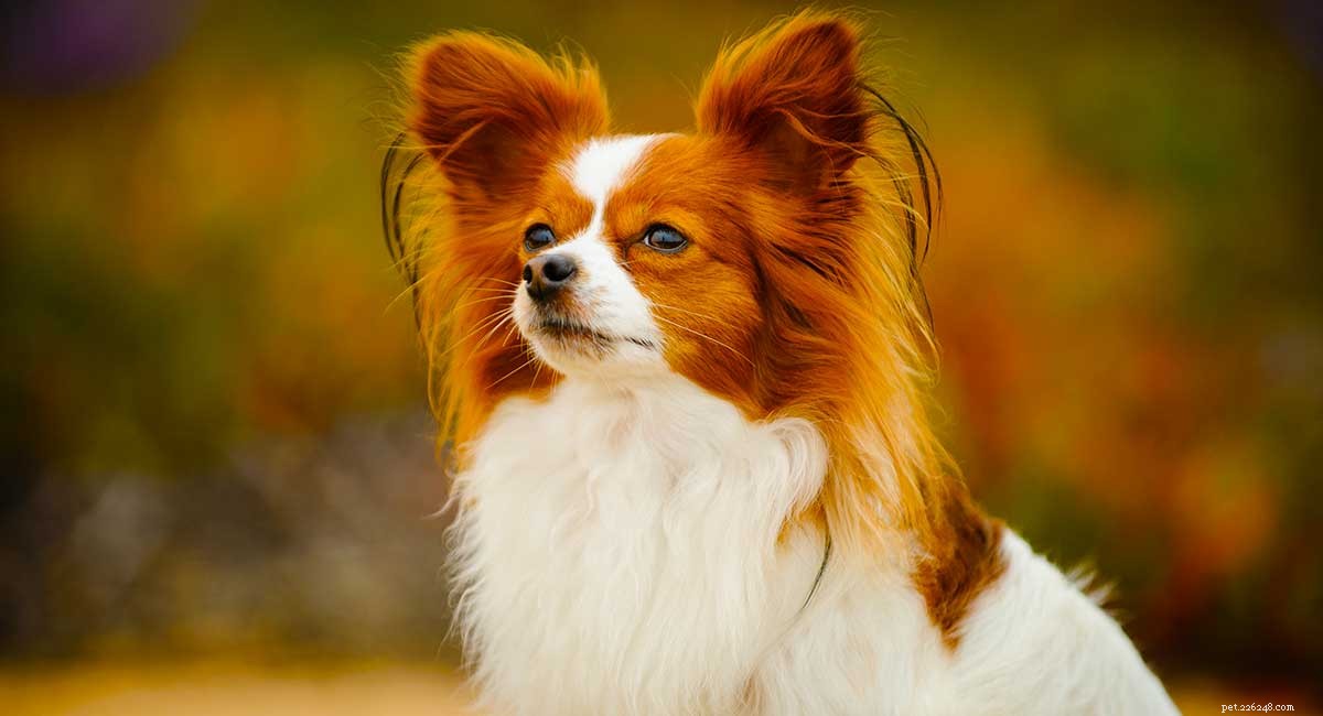 Informační centrum pro psy Papillon – průvodce plemennými vlastnostmi a péčí