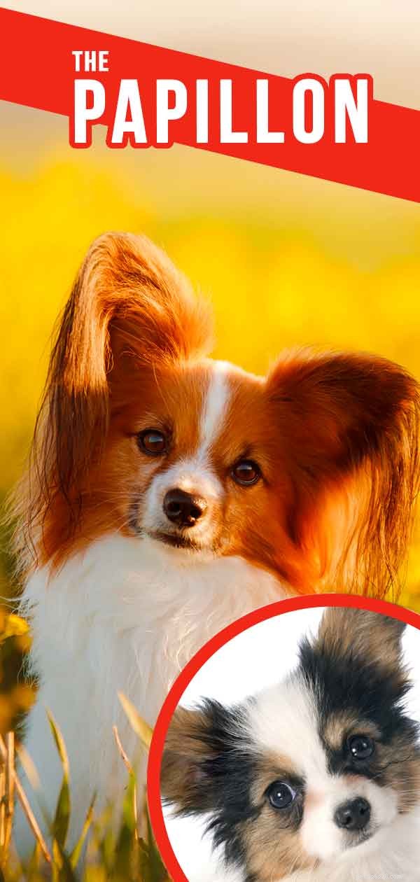 Centre d information sur les chiens Papillon – Guide des traits de race et des soins