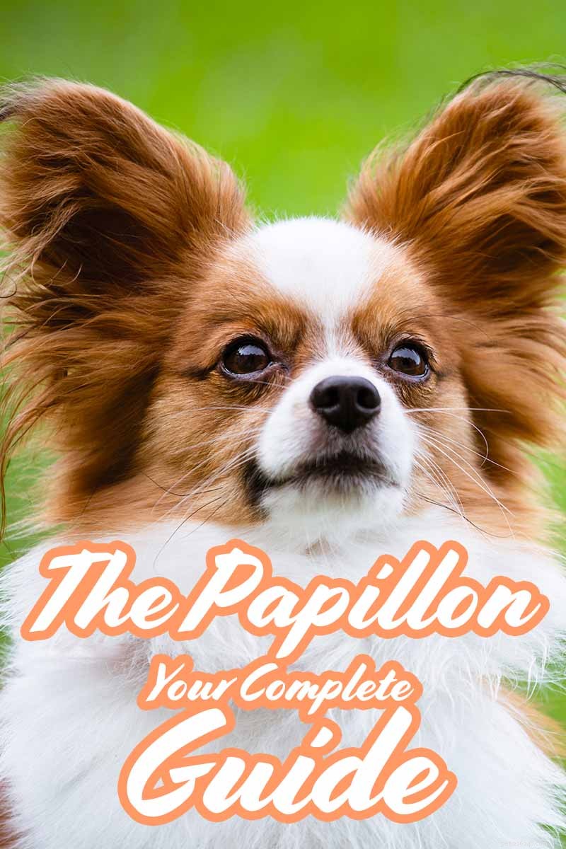 Papillon Dog Information Center – Rasegenskaper och vårdguide