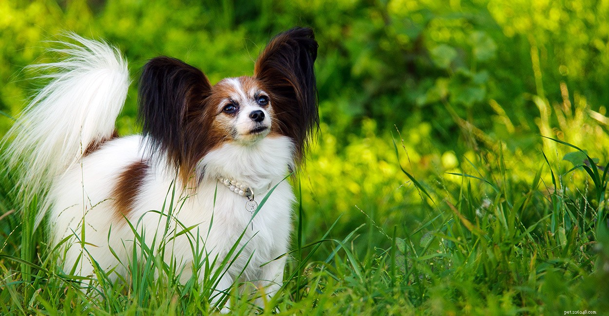 Informační centrum pro psy Papillon – průvodce plemennými vlastnostmi a péčí