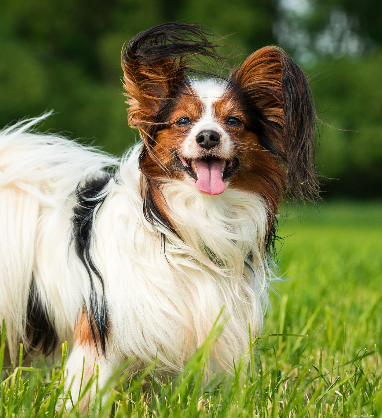 Centre d information sur les chiens Papillon – Guide des traits de race et des soins