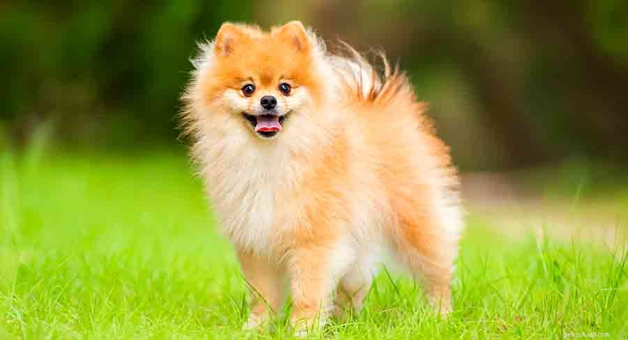 Caratteristiche e cura della razza del cane di Pomerania