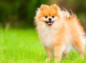 ポメラニアン犬の品種の特徴とケア 