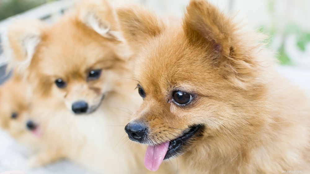 Pomeranian hundras egenskaper och skötsel
