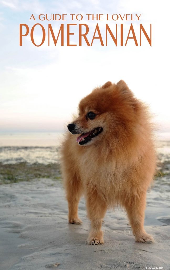 Caratteristiche e cura della razza del cane di Pomerania