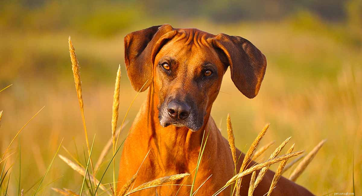 ローデシアンリッジバック–優雅な狩猟犬種 