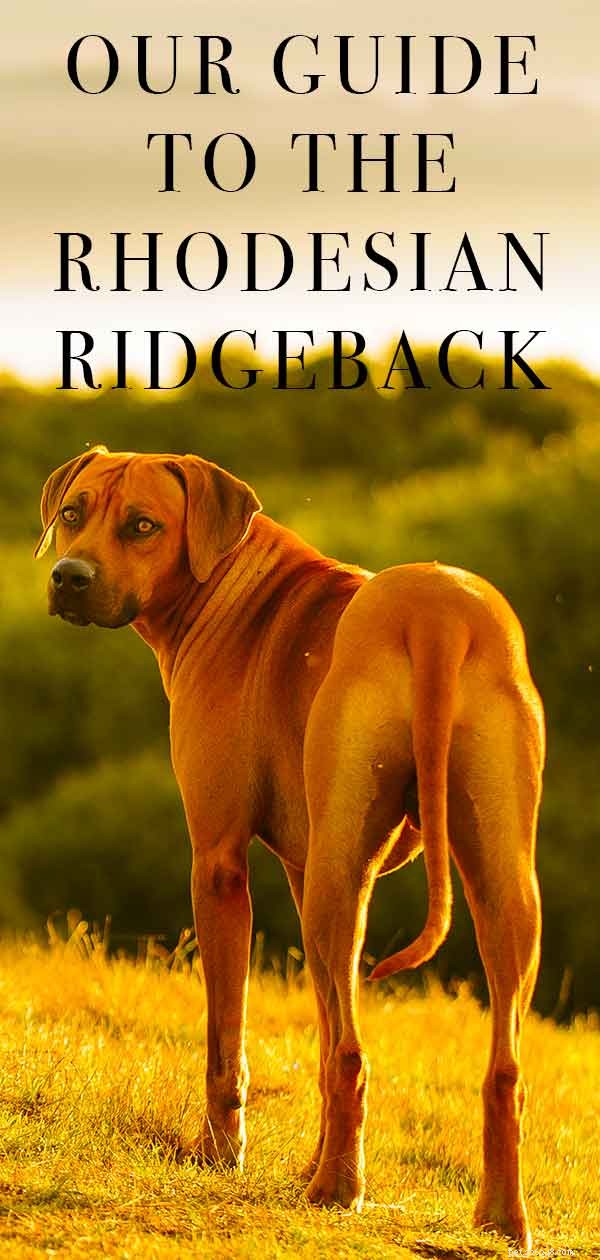ローデシアンリッジバック–優雅な狩猟犬種 