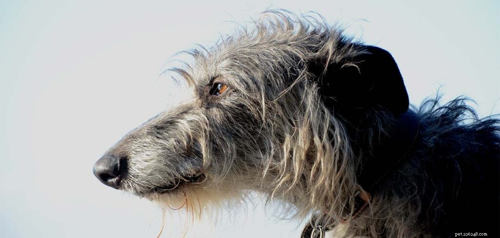 Centro de informações sobre a raça de cães Deerhound escocês