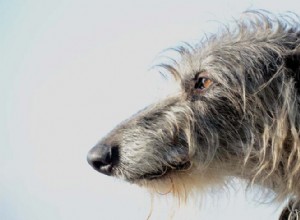Informační centrum o plemeni psů skotského deerhounda