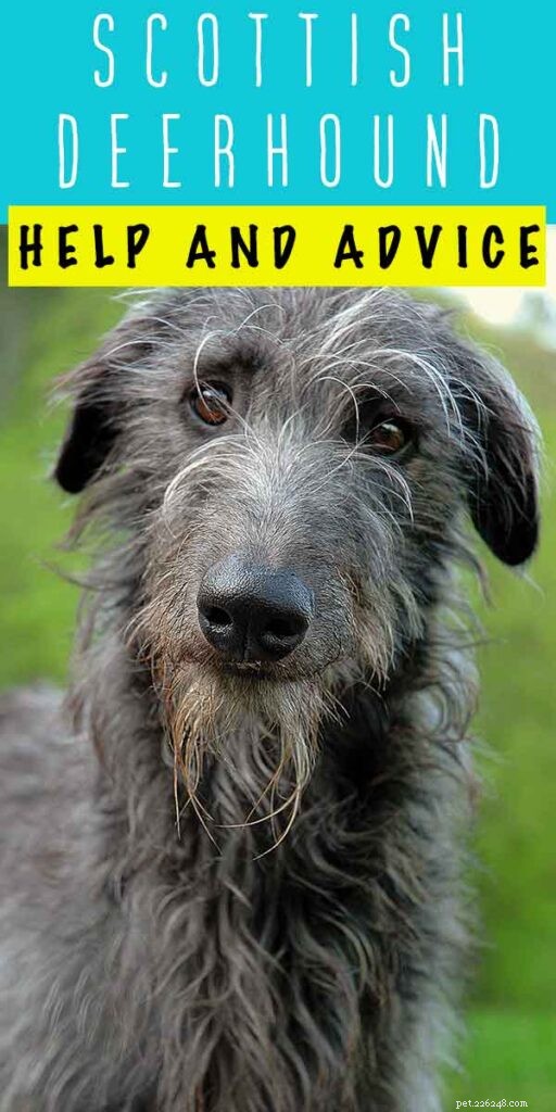 Centre d information sur les races de chiens Scottish Deerhound