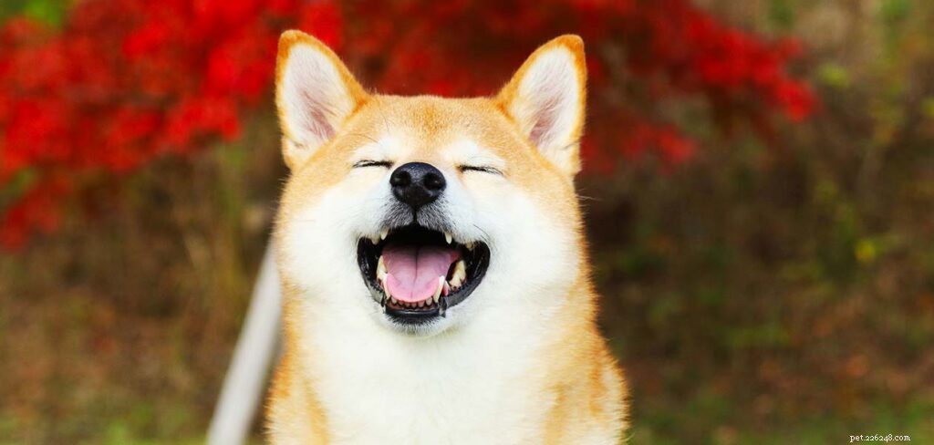 Shiba Inu hundrasinformation – Underbar vakthund eller perfekt husdjur?
