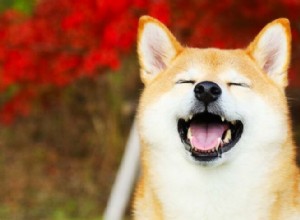 Informações sobre a raça de cães Shiba Inu – Cão de guarda maravilhoso ou animal de estimação perfeito?