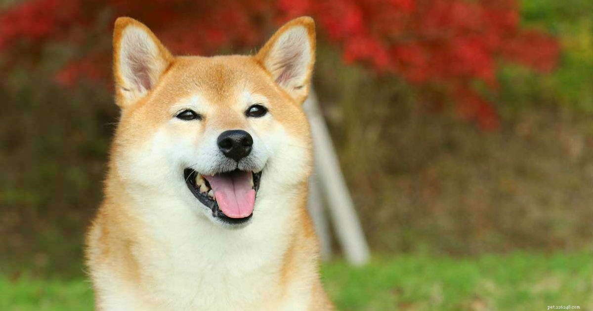 Informazioni sulla razza del cane Shiba Inu:cane da guardia meraviglioso o animale domestico perfetto?