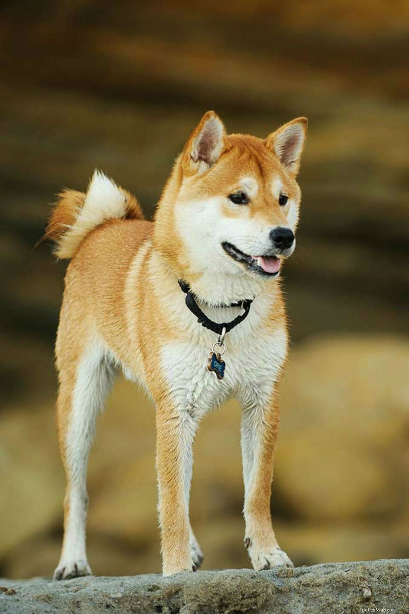 Shiba Inu Hondenras Informatie – Geweldige waakhond of perfect huisdier?