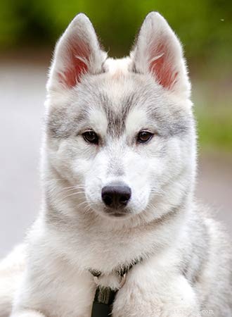 The Siberian Husky Dog Breed Information Center