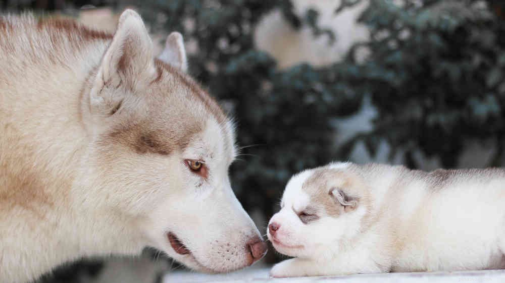 Informační centrum o plemeni psů sibiřský husky