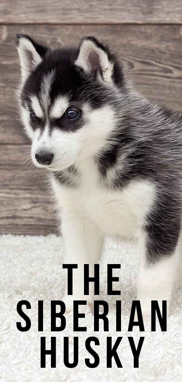 Centro de informações sobre raças de cães Husky Siberiano