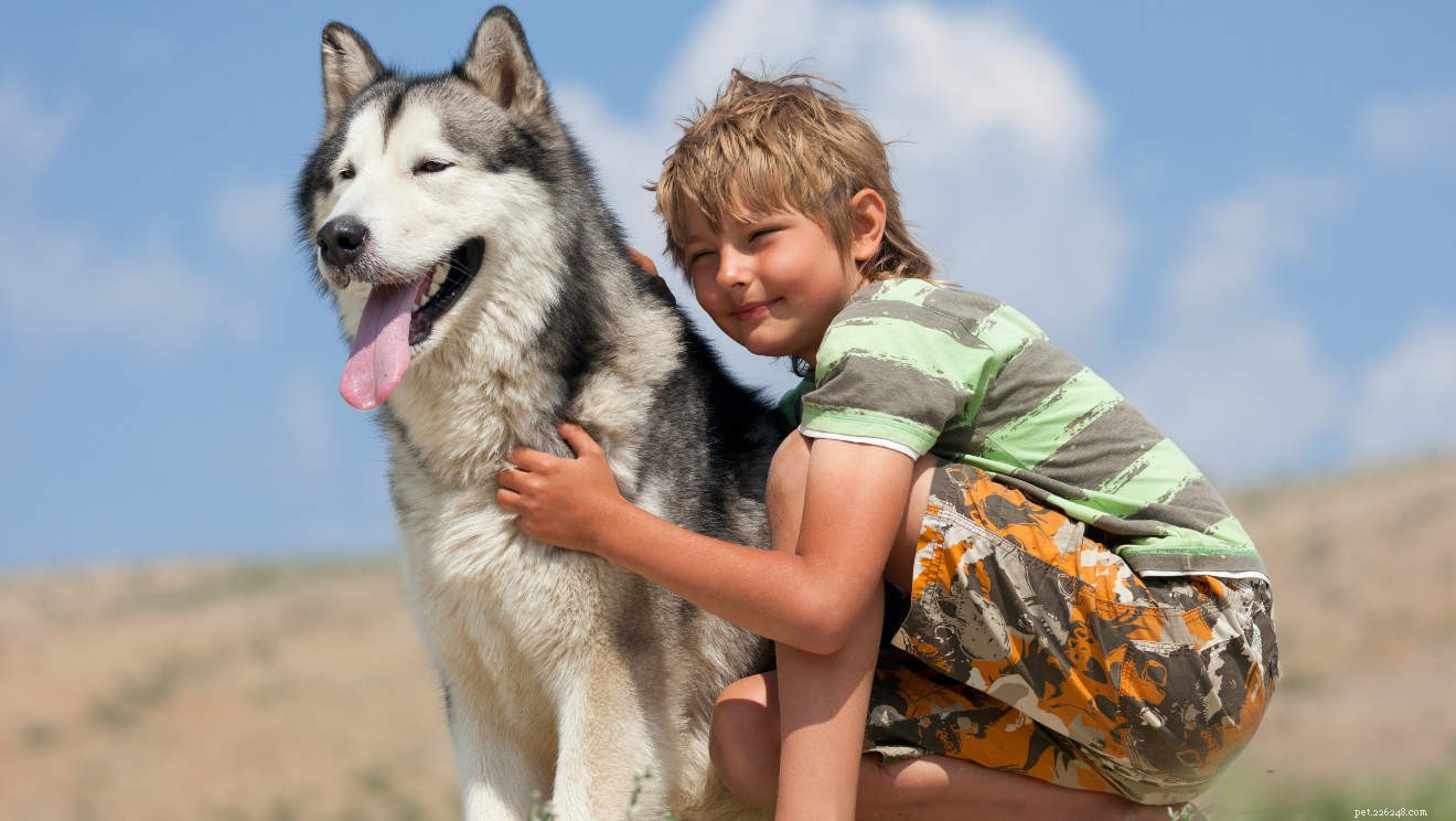 Centre d information sur les races de chiens Husky de Sibérie