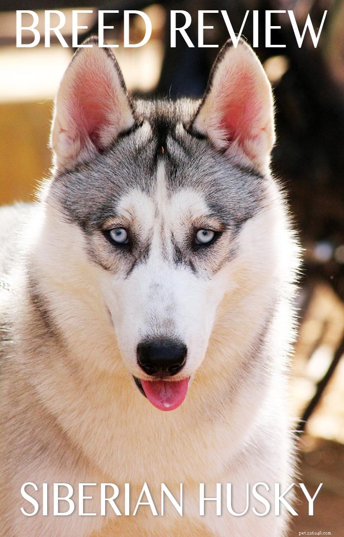 Информационный центр породы собак сибирский хаски