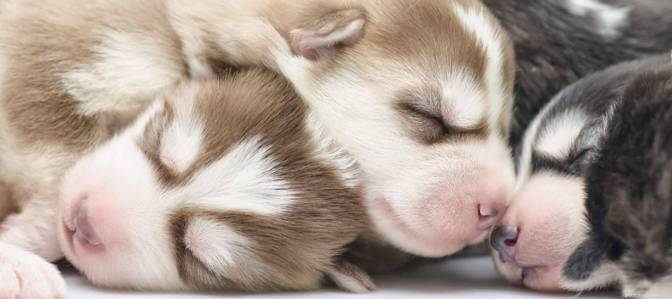 Centro de informações sobre raças de cães Husky Siberiano