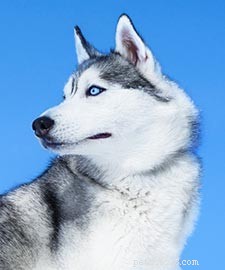 Centro informazioni sulla razza di cani husky siberiani