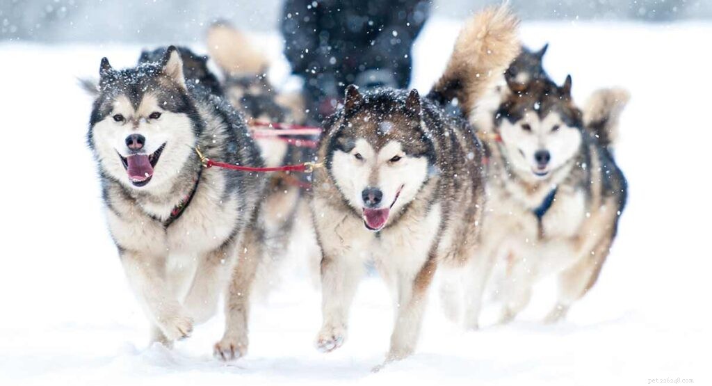 Centro informazioni sulla razza di cani husky siberiani