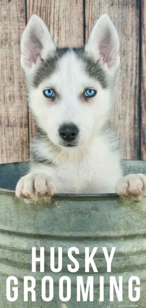 Centre d information sur les races de chiens Husky de Sibérie