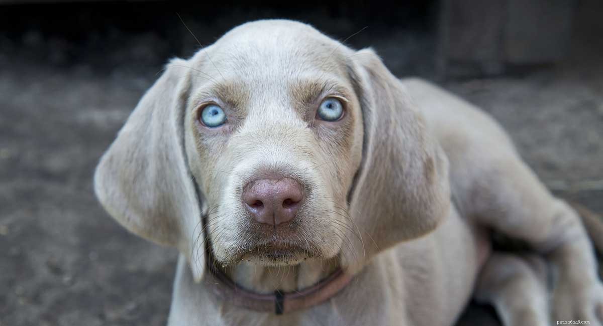 Informazioni sulla razza del cane Weimaraner:una guida completa 