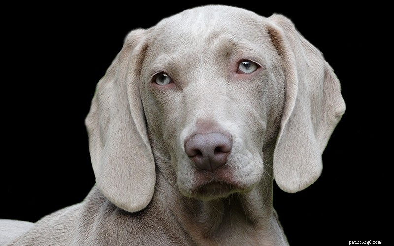 Informações sobre a raça de cães Weimaraner:um guia completo