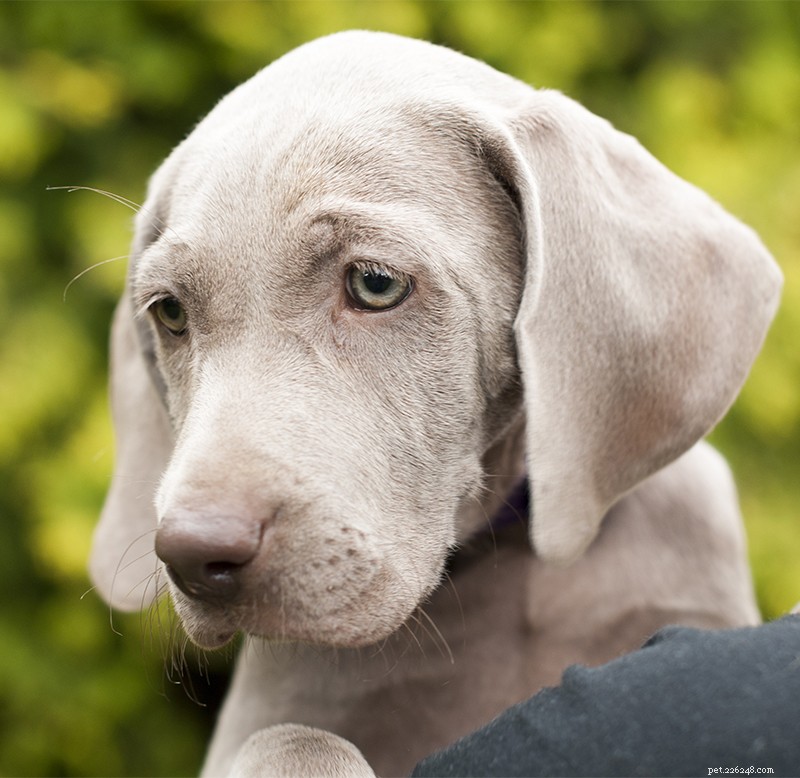 Informações sobre a raça de cães Weimaraner:um guia completo