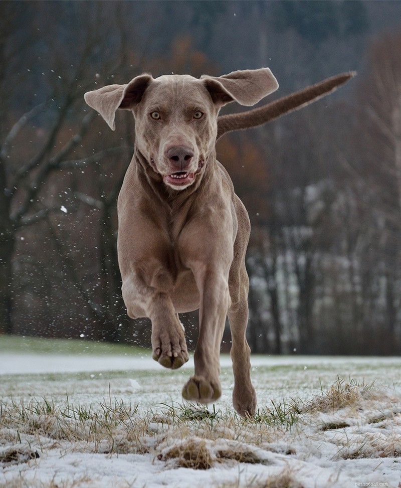 Informazioni sulla razza del cane Weimaraner:una guida completa 