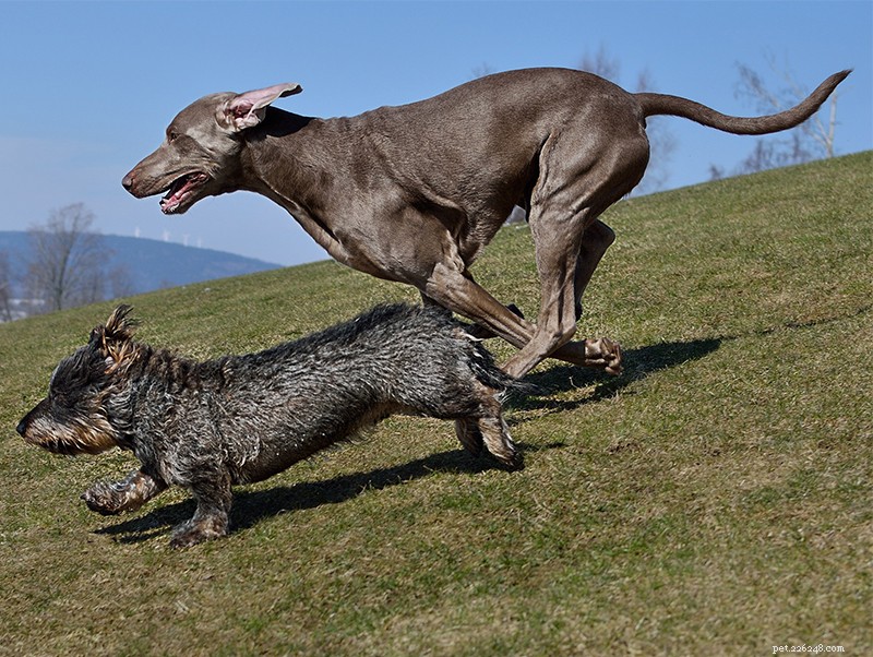 Informations sur la race de chiens Braque de Weimar :un guide complet