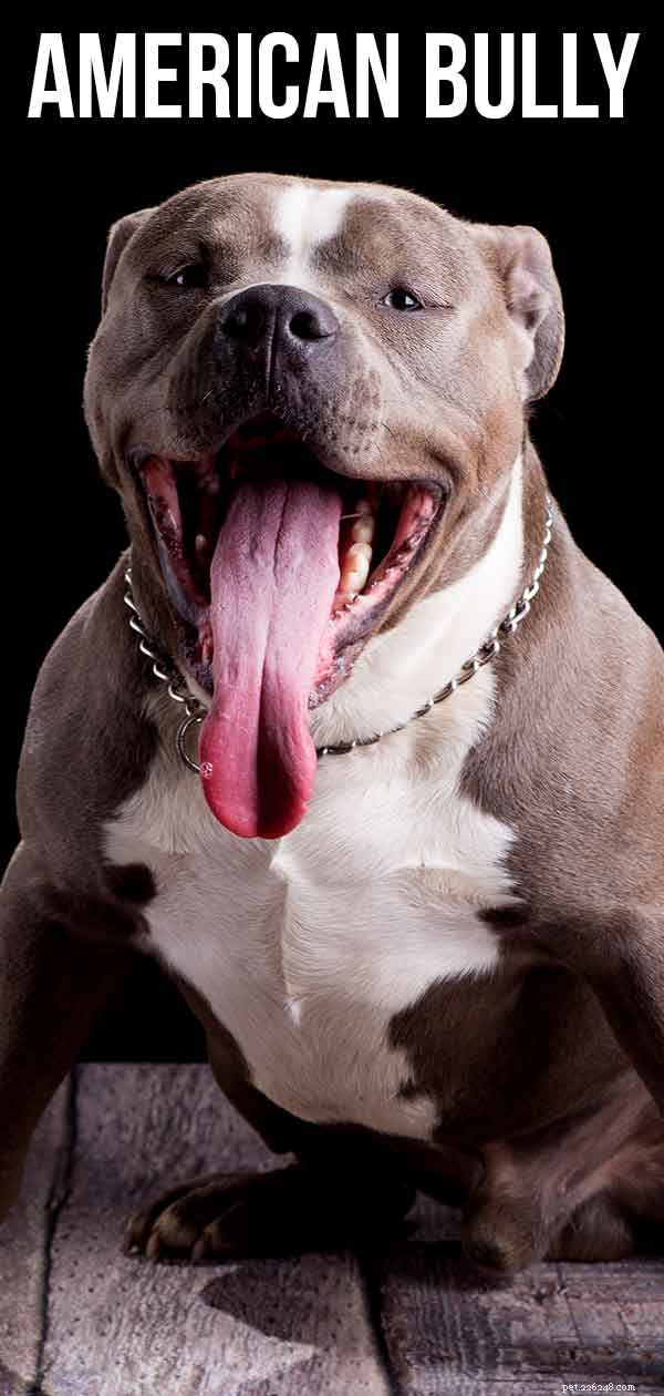 American Bully – Your Guide to the Barry but Tender Bully Pit