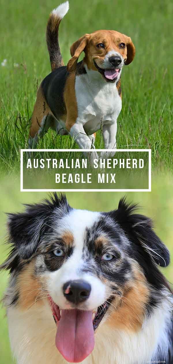 Pastor Australiano Beagle Mix – Este poderia ser o novo cão para você e sua família?