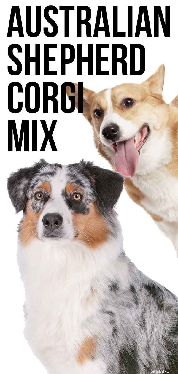 Berger australien Corgi Mix - La combinaison de chien de troupeau