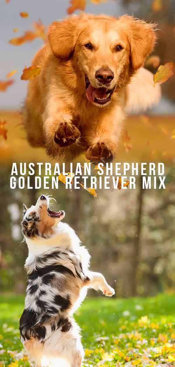 Australian Shepherd Golden Retriever-mix:ze leren kennen!