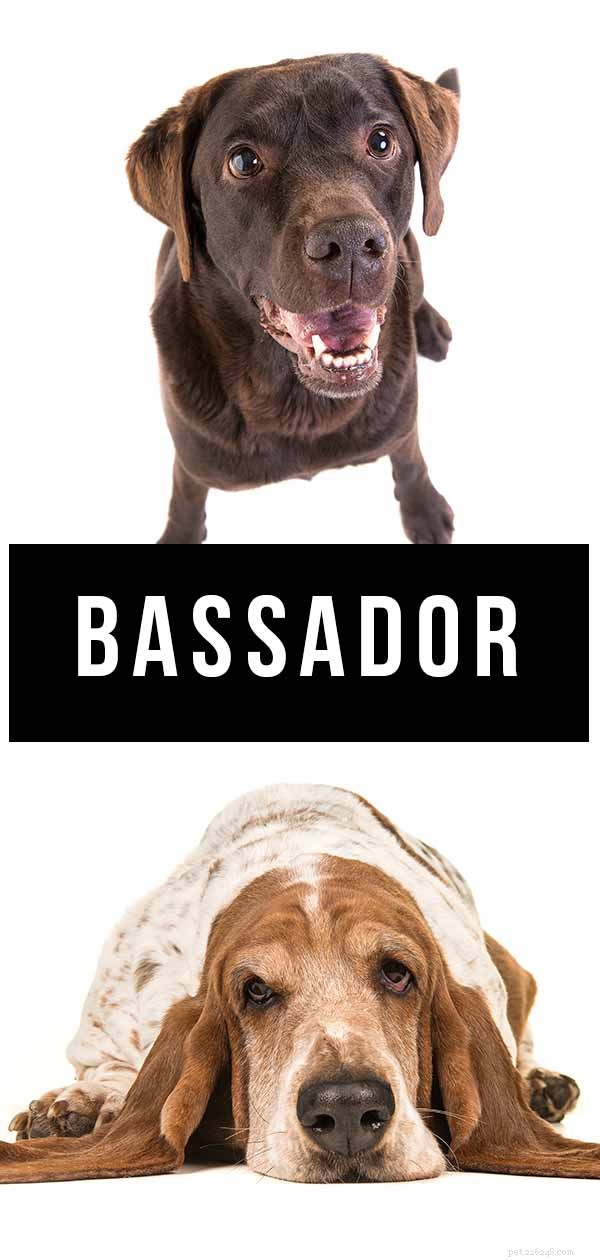 Bassador:Basset Hound Lab 믹스 가이드