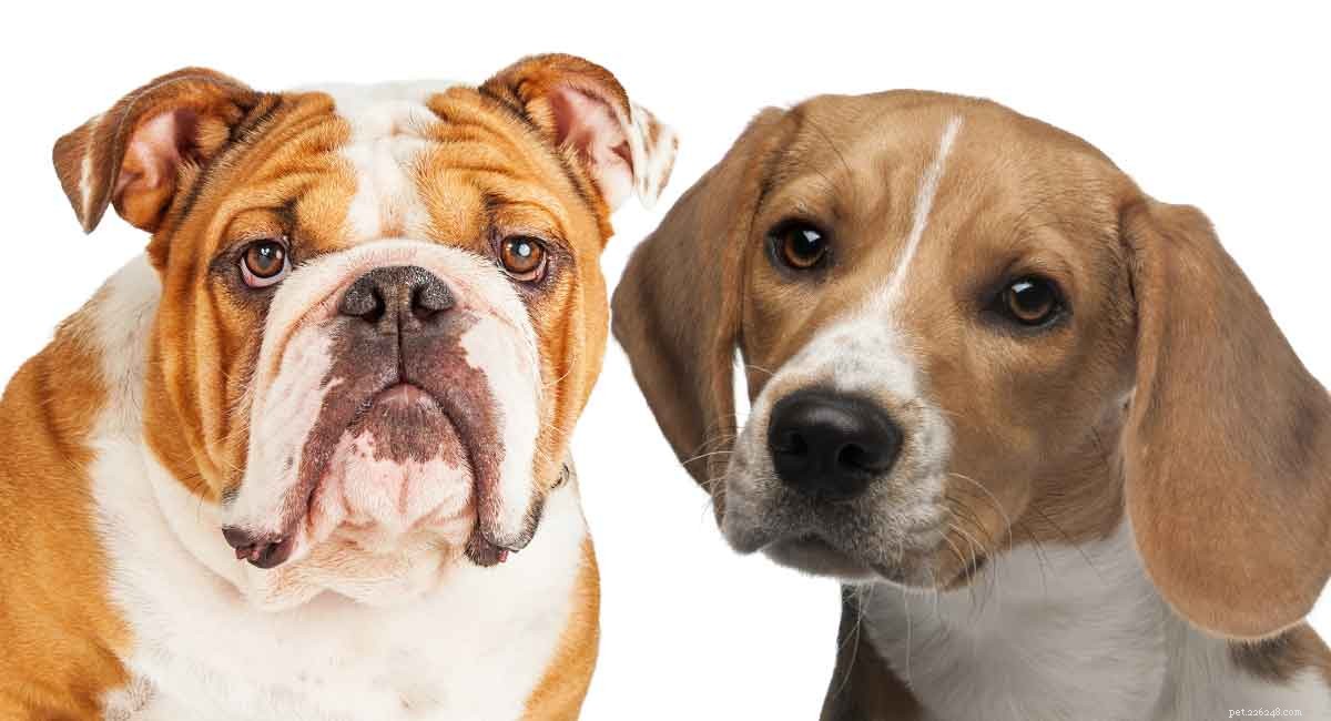 Beabull – The Beagle English Bulldog Mix