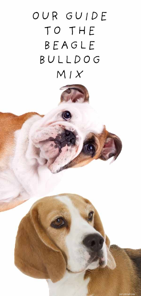 Beabull – The Beagle English Bulldog Mix