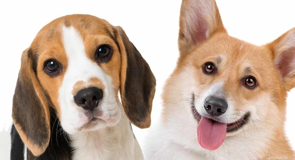Corgi Beagle Mix – Beagi 강아지의 실제 모습은?