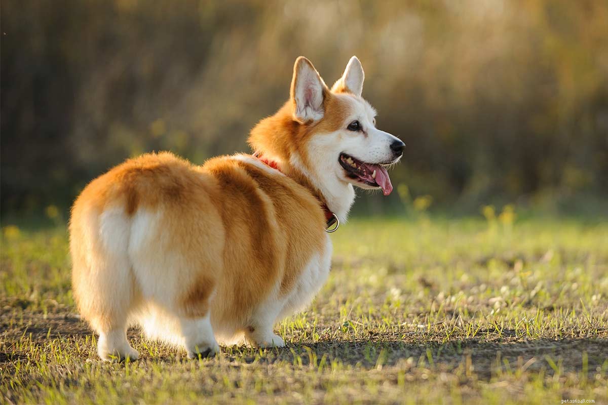 Corgi Beagle Mix – jaké bude vaše štěně Beagi doopravdy?