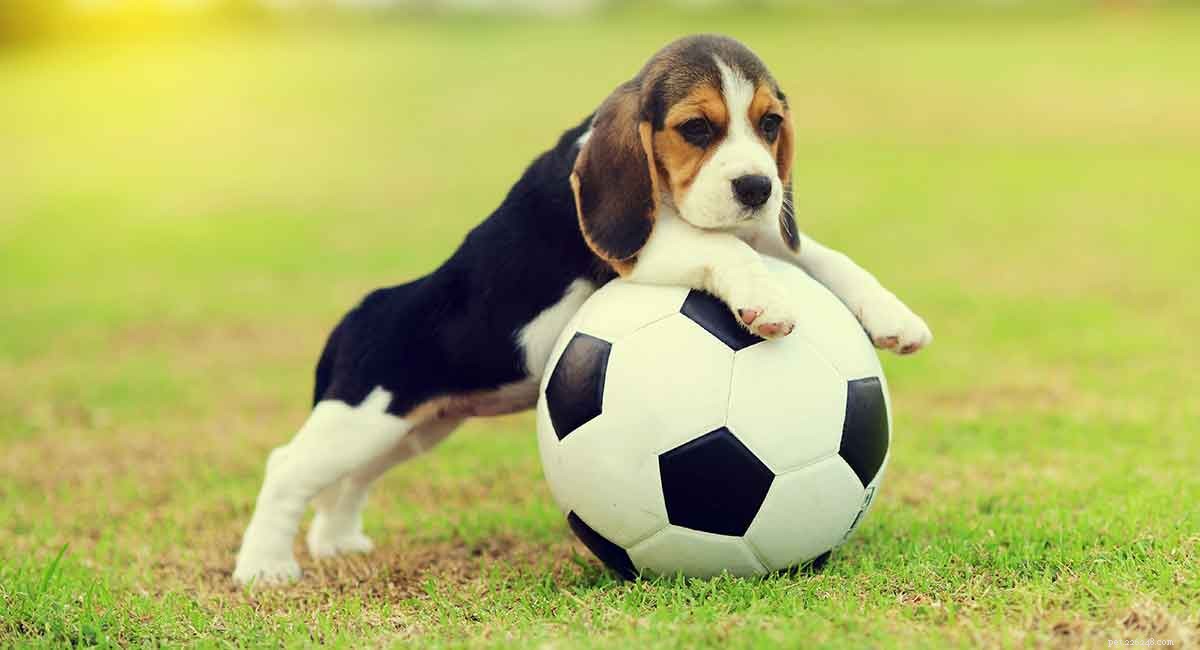 Corgi Beagle-mix – hoe zal je Beagi-puppy er echt uit zien?