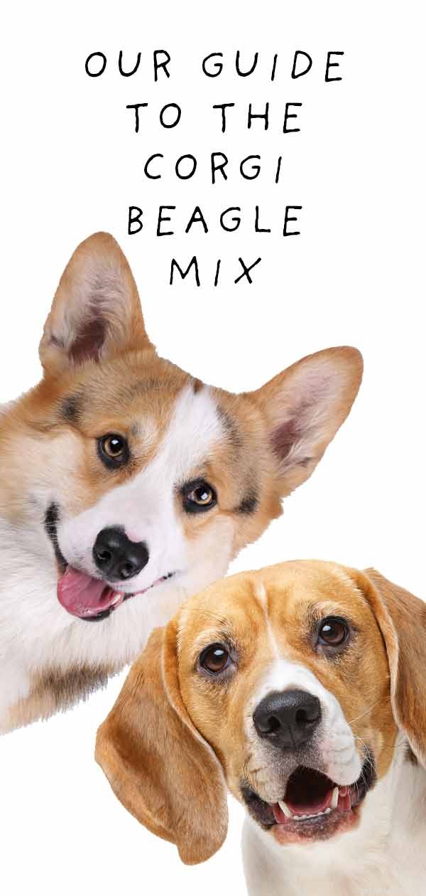 Corgi Beagle Mix – Como seu filhote Beagi realmente será?